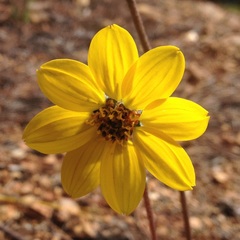 Iostephane trilobata