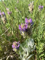 Astragalus laxmannii