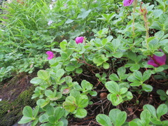 Rhododendron camtschaticum