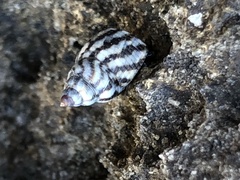 Echinolittorina placida