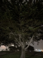 Cupressus macrocarpa