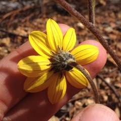 Iostephane trilobata
