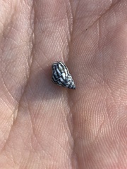 Echinolittorina placida