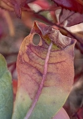 Aspilanta argentifera