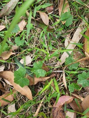 Hydrocotyle acutiloba