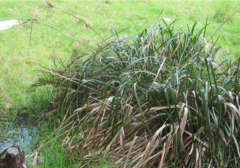 Cyperus ustulatus