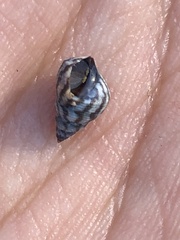 Echinolittorina placida