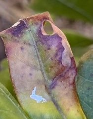 Aspilanta argentifera