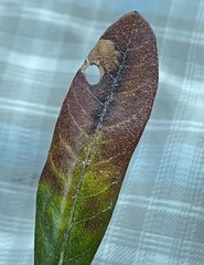 Aspilanta argentifera