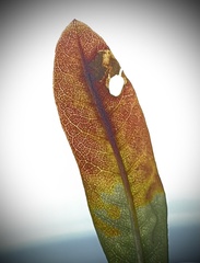 Aspilanta argentifera