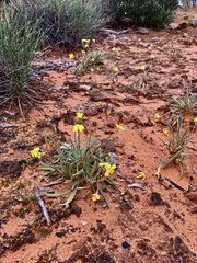Goodenia willisiana