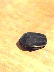 Cotinis mutabilis atrata