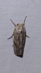 Spodoptera eridania