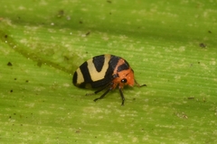 Adippe