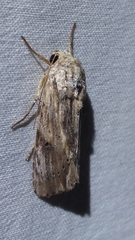 Spodoptera eridania