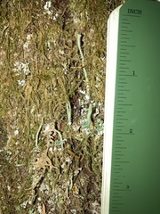 Cladonia macilenta