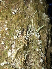 Cladonia macilenta