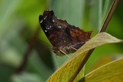 Hypanartia