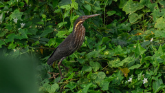 Ixobrychus flavicollis