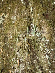 Cladonia macilenta