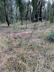 Indigofera australis