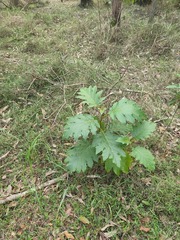 Solanum chrysotrichum