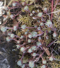 Petrosedum forsterianum