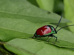 Chrysocoris stollii