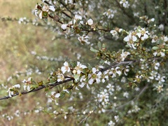 Leptospermum coriaceum
