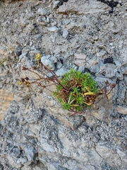 Saxifraga