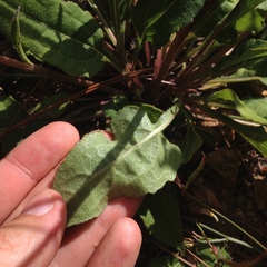 Iostephane trilobata