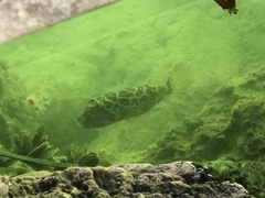 Sphoeroides testudineus