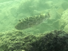 Sphoeroides testudineus