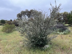 Leptospermum coriaceum
