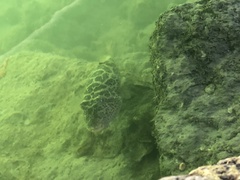 Sphoeroides testudineus