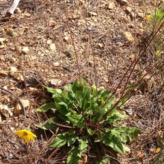 Iostephane trilobata