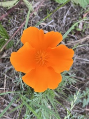 Eschscholzia