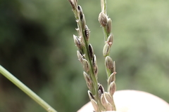 Digitaria stricta