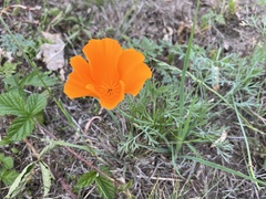 Eschscholzia