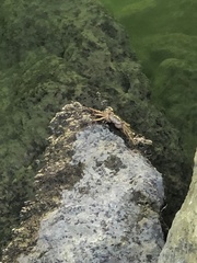 Aratus pisonii