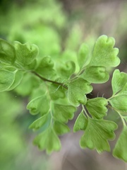 Adiantum excisum