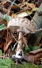 Chlorophyllum olivieri