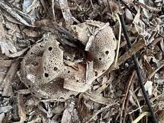 Amphimedon compressa