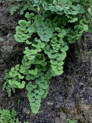 Adiantum excisum