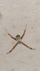 Argiope aetheroides