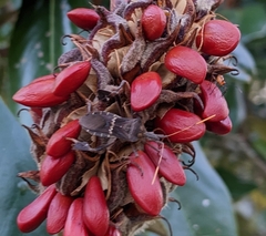 Leptoglossus zonatus