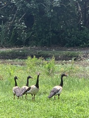 Anseranas semipalmata