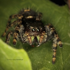 Phidippus audax