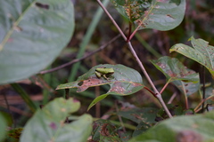 Hyla chrysoscelis
