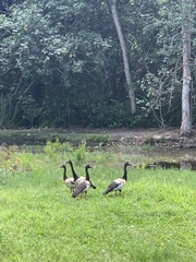 Anseranas semipalmata